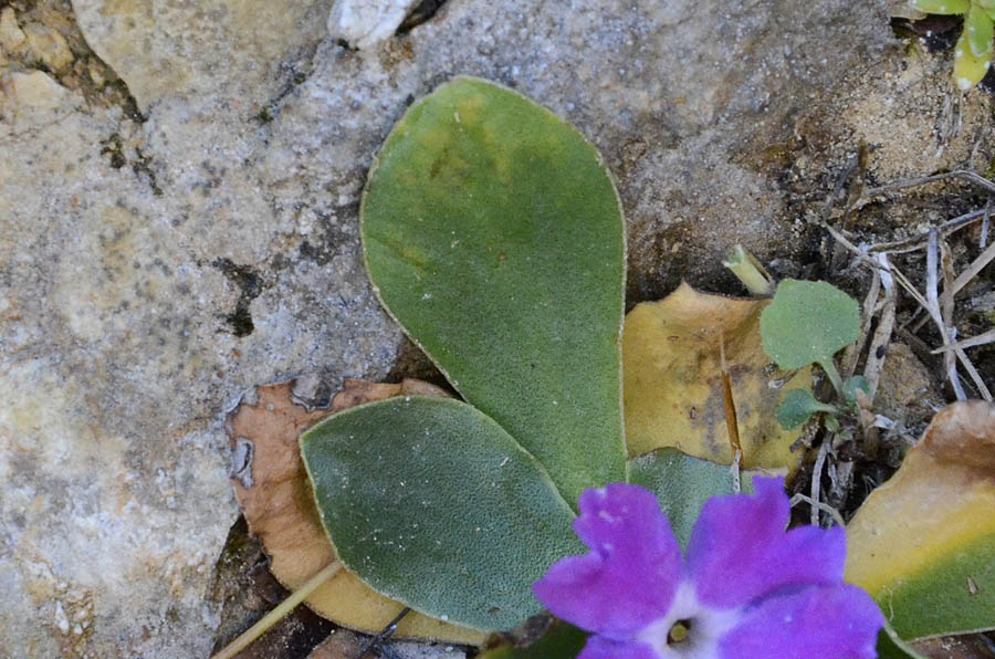 Primula polliniana (=Primula spectabilis) / Primula meravigliosa- fioritura ottobre